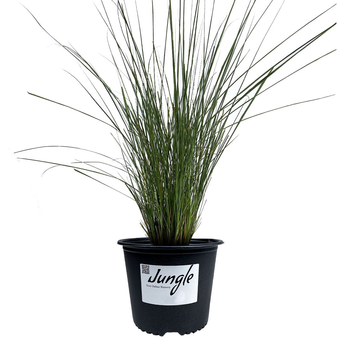 Fakahatchee Grass