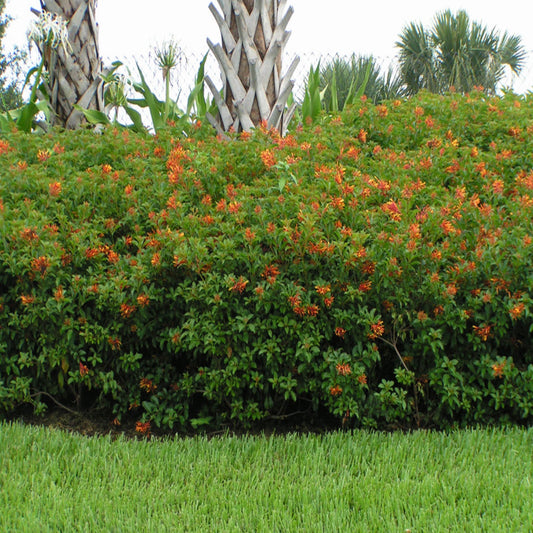 Firebush