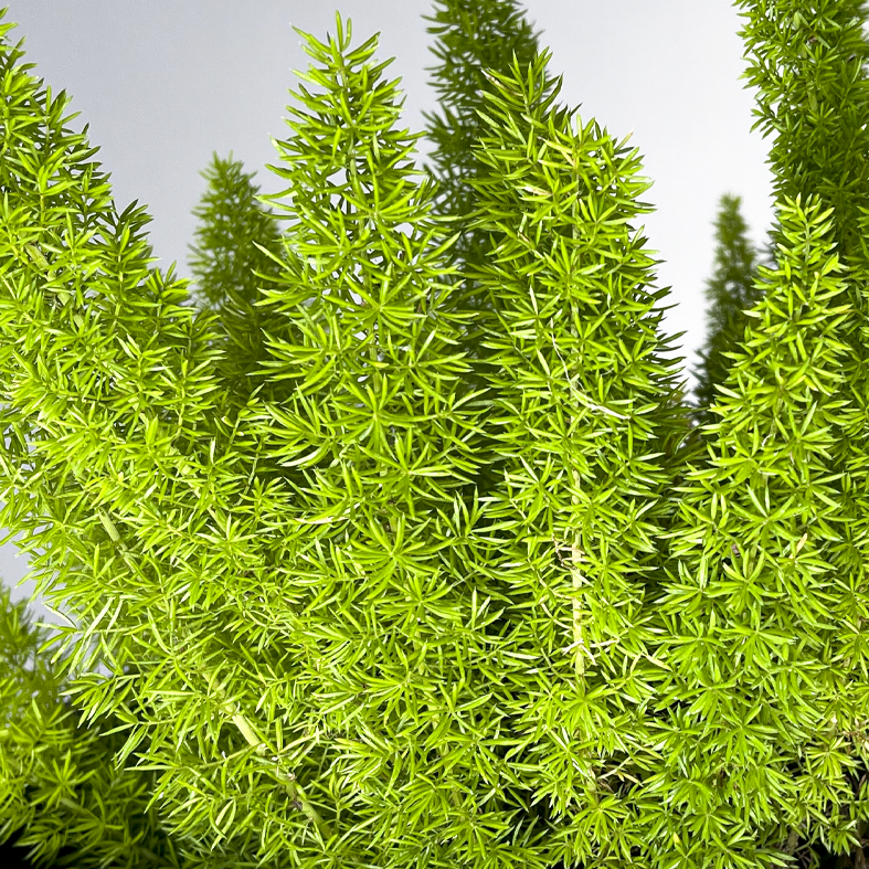 Foxtail Ferns
