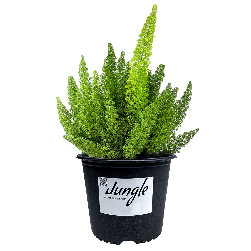 Foxtail Ferns