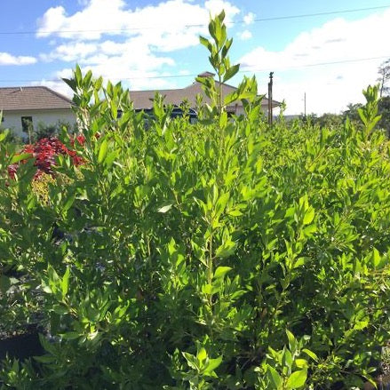 Green Buttonwood