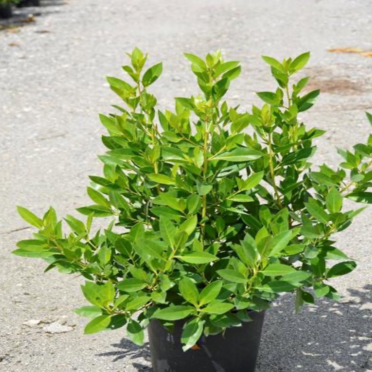 Green Buttonwood