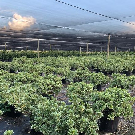 Pittosporum 'Variegata'