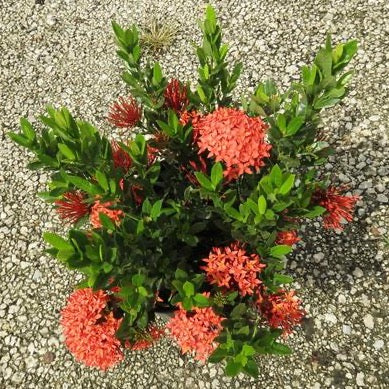 Dwarf Ixora Red