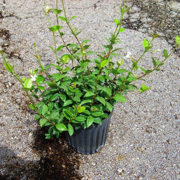 Jasmine 'Minima'
