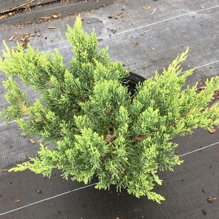 Juniper 'Parsonii'