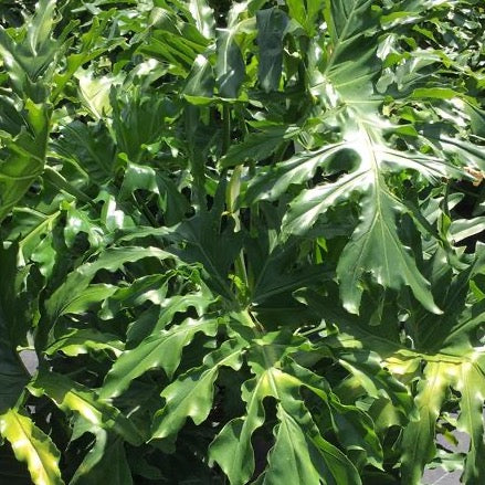 philodendron selloum florida Selloum