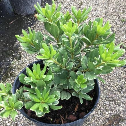 Pittosporum 'Variegata'