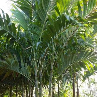 Christmas Palm