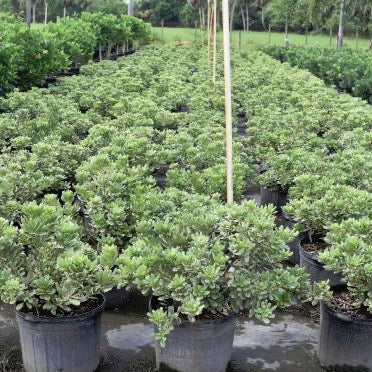 Pittosporum 'Variegata'