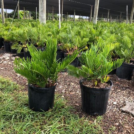 Coontie