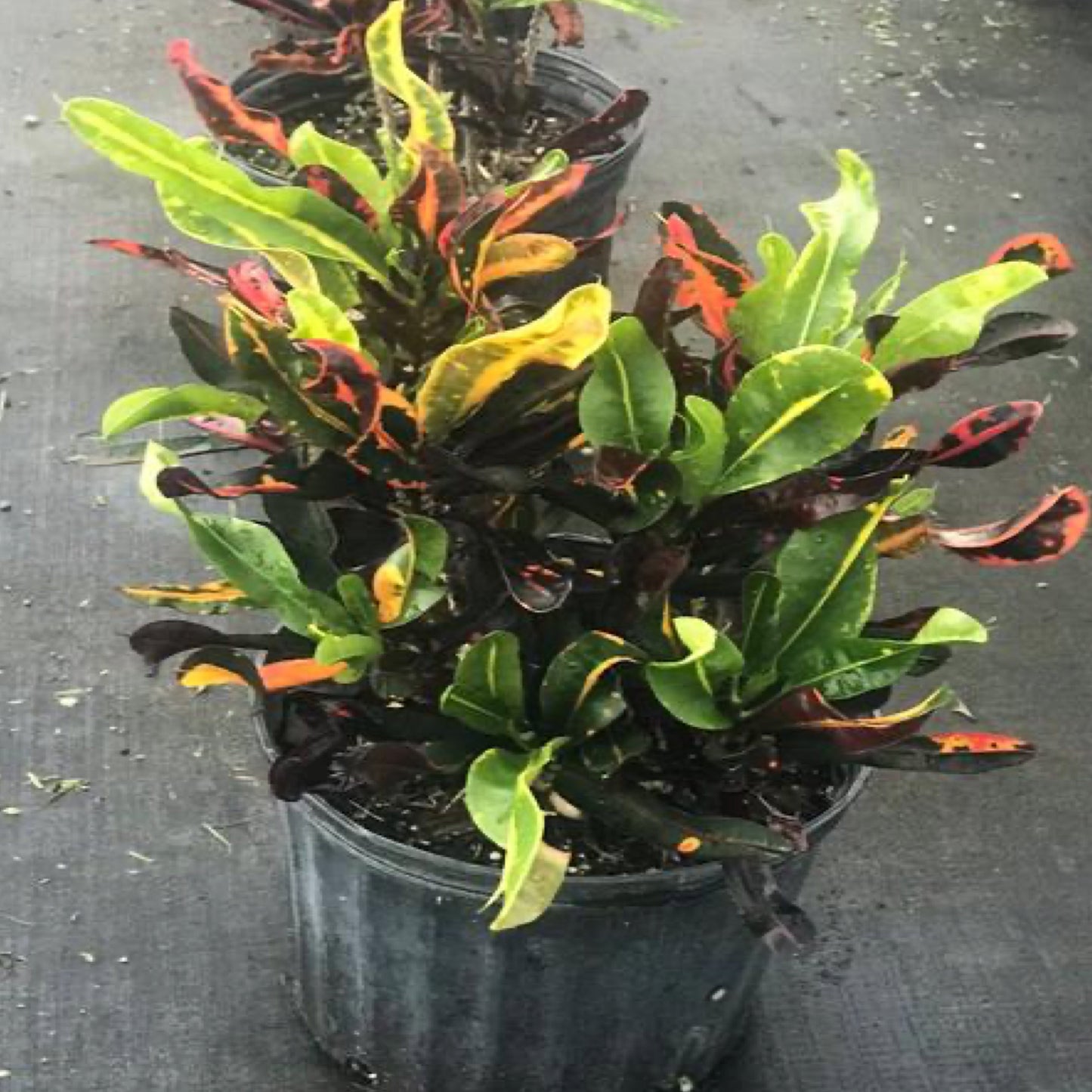 Croton 'Mammey'