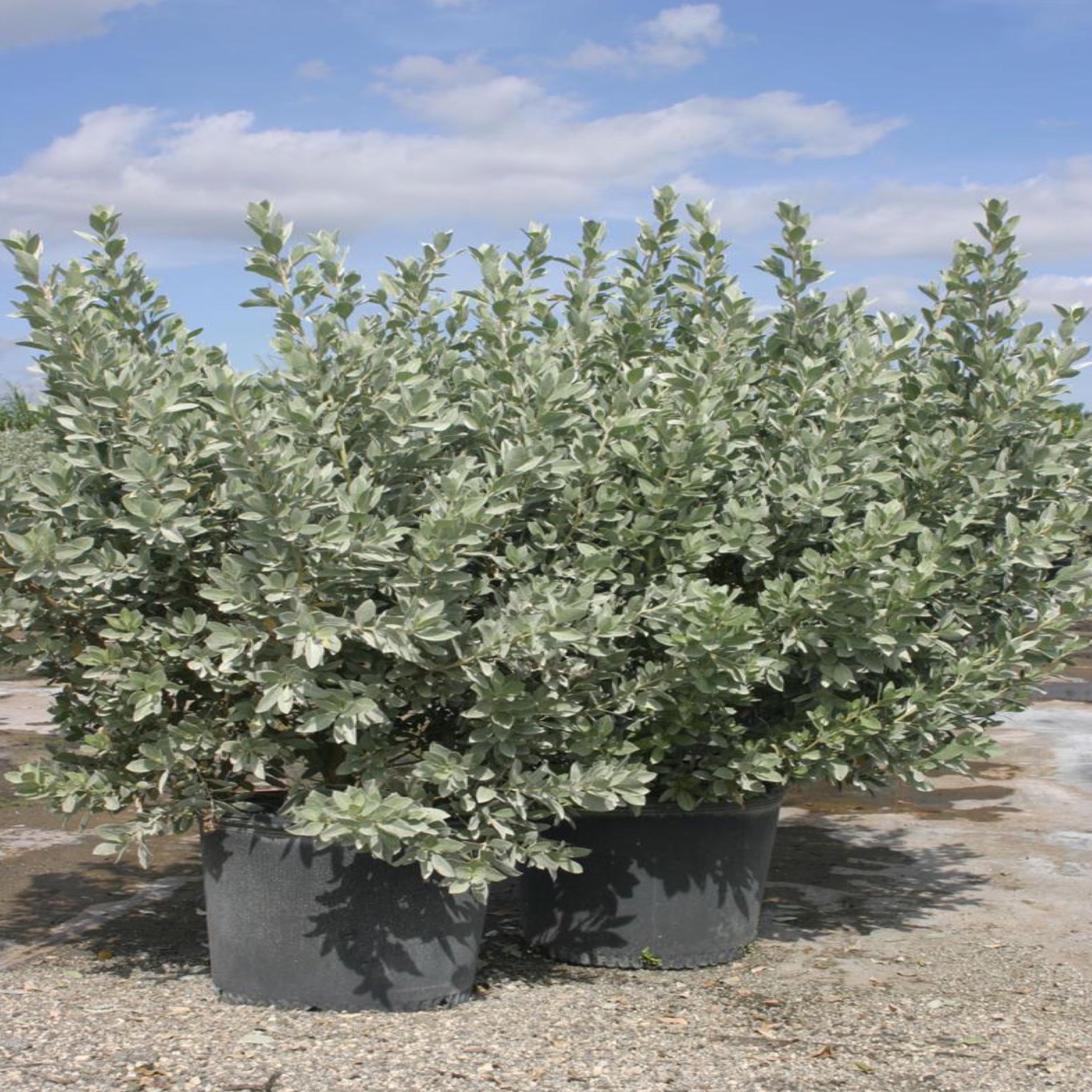 silver button plant indoor Silver Buttonwood – Jungle Plants