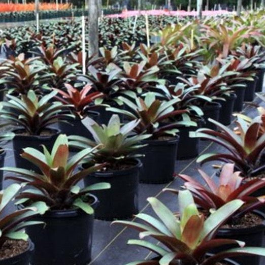 Imperial Bromeliad