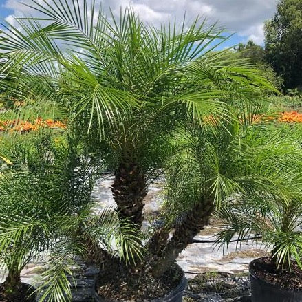 Roebelenii - Pygmy Date Palm