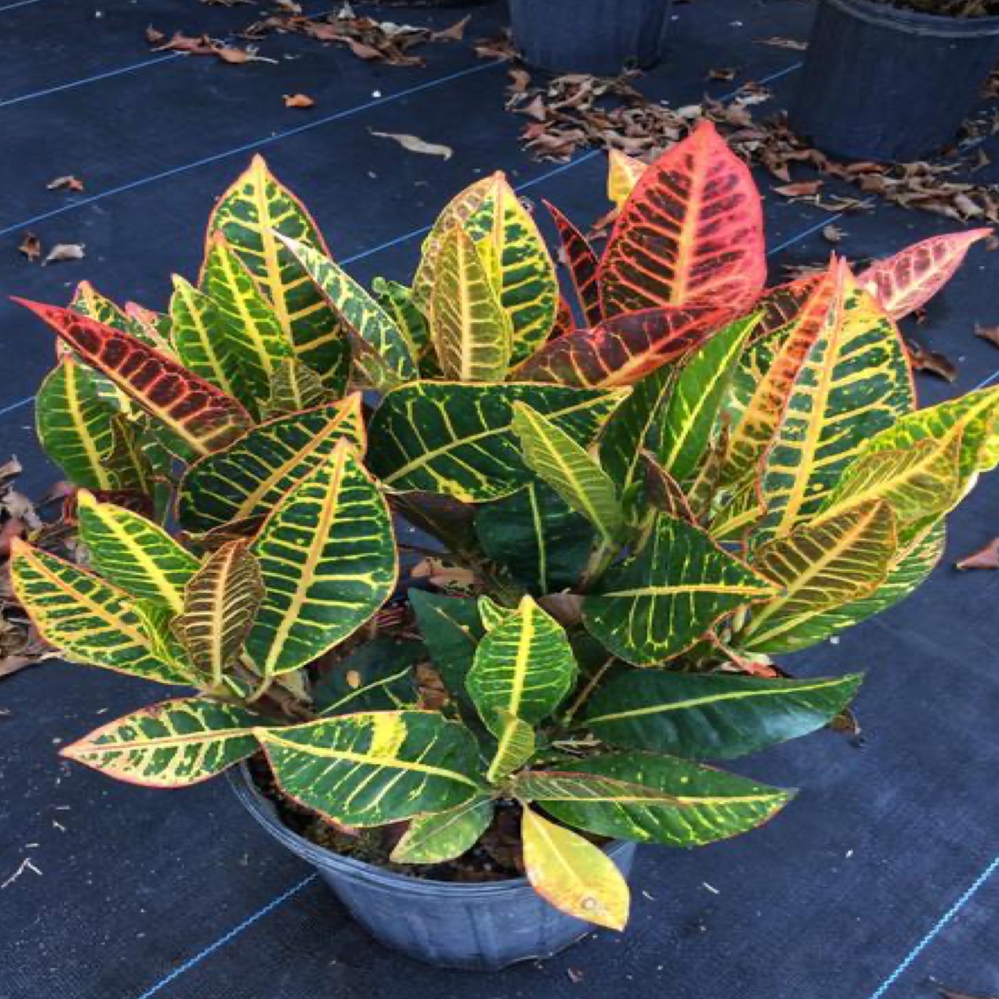 Croton 'Petra'