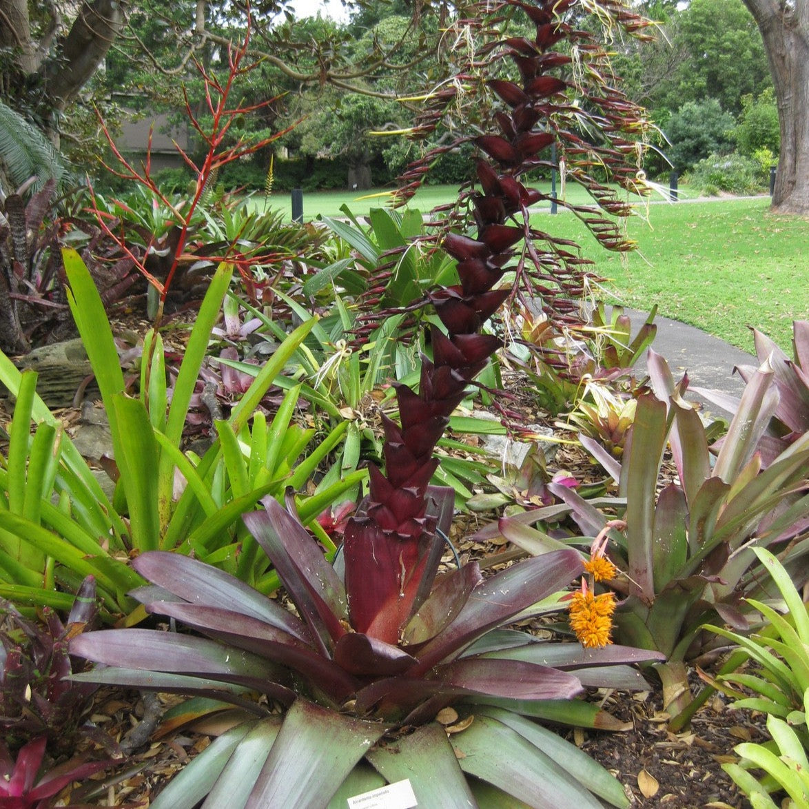 Imperial Bromeliad