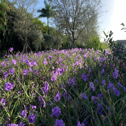Purple Showers