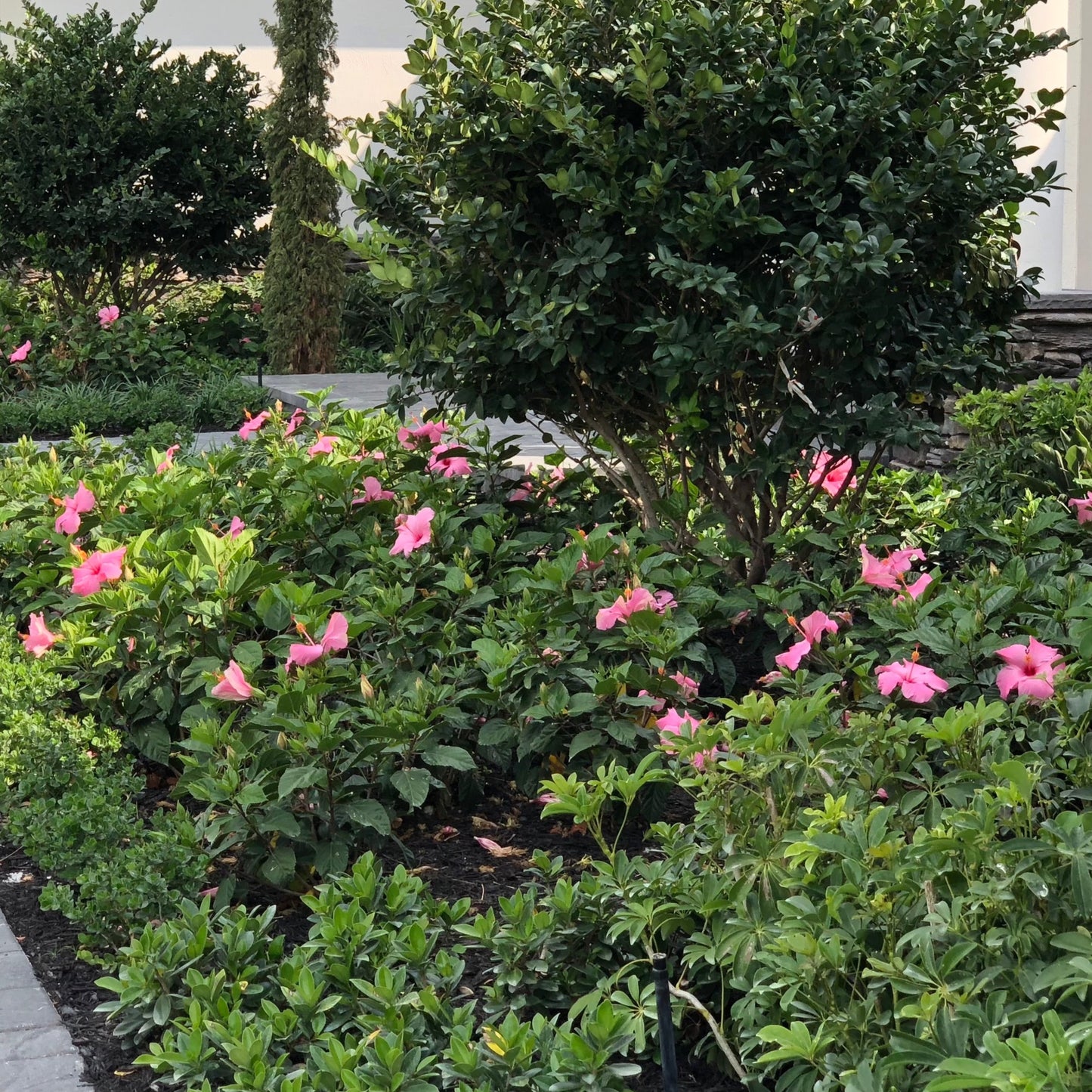 Hibiscus 'Seminole Pink'