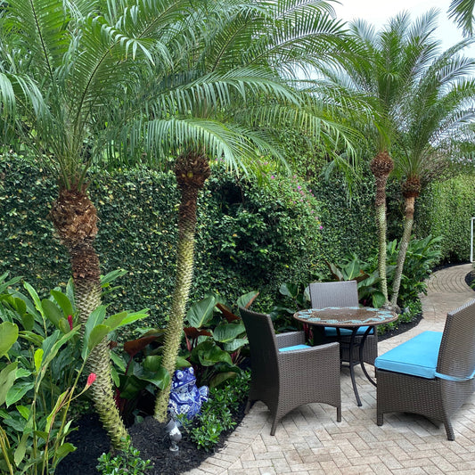 Roebelenii - Pygmy Date Palm