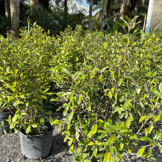 Jamaica Caper