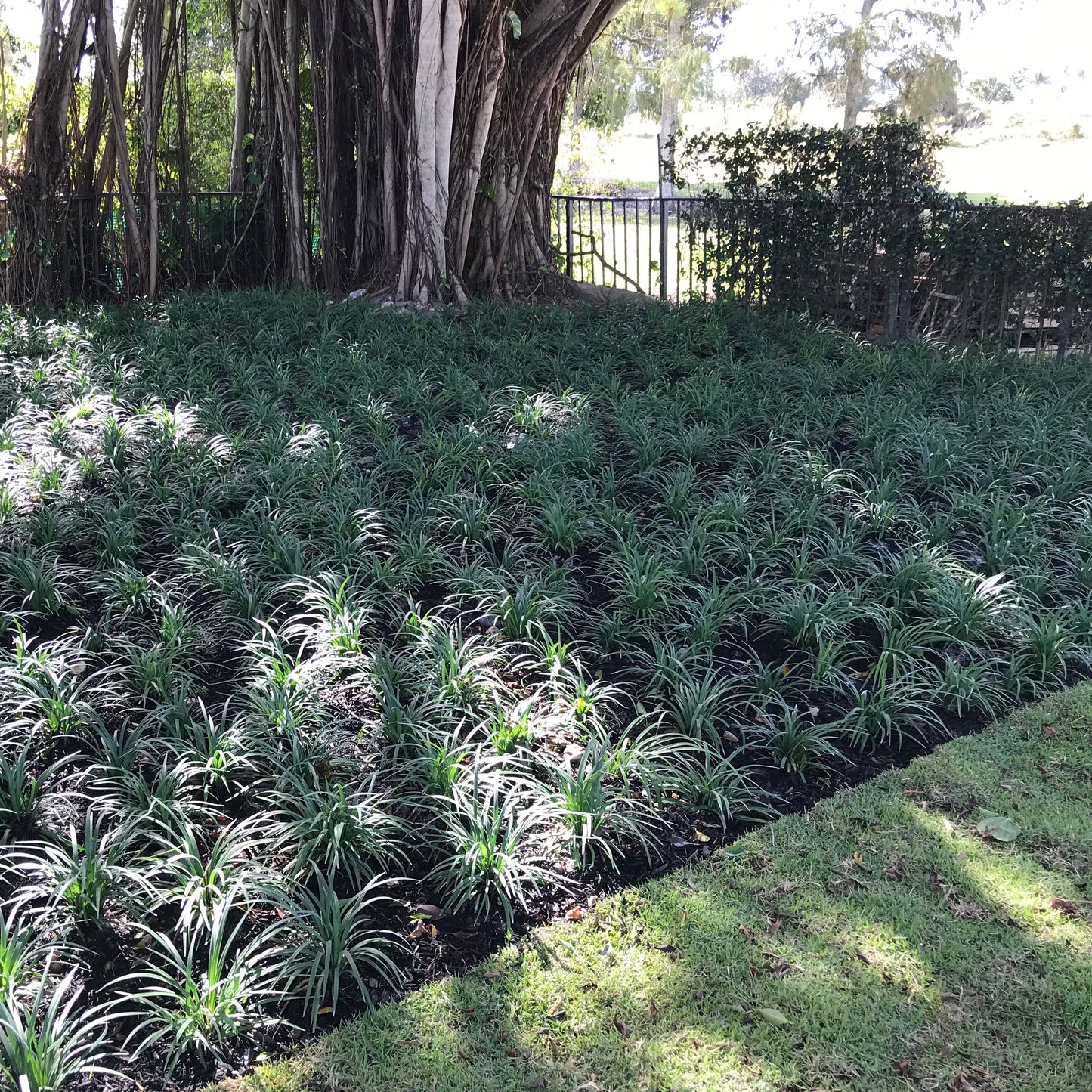 Liriope