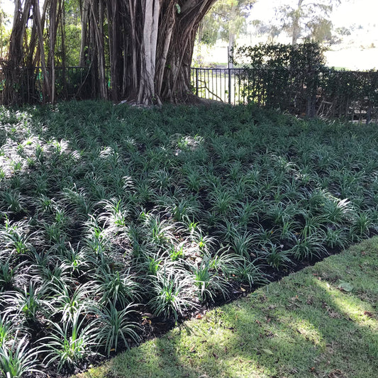 Liriope