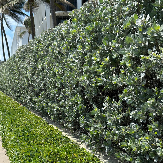 Silver Buttonwood