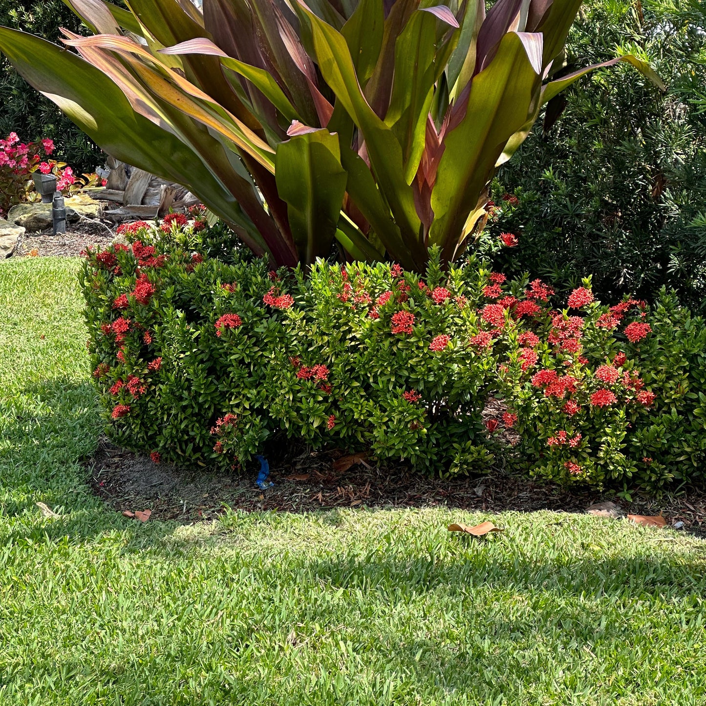 Dwarf Ixora Red