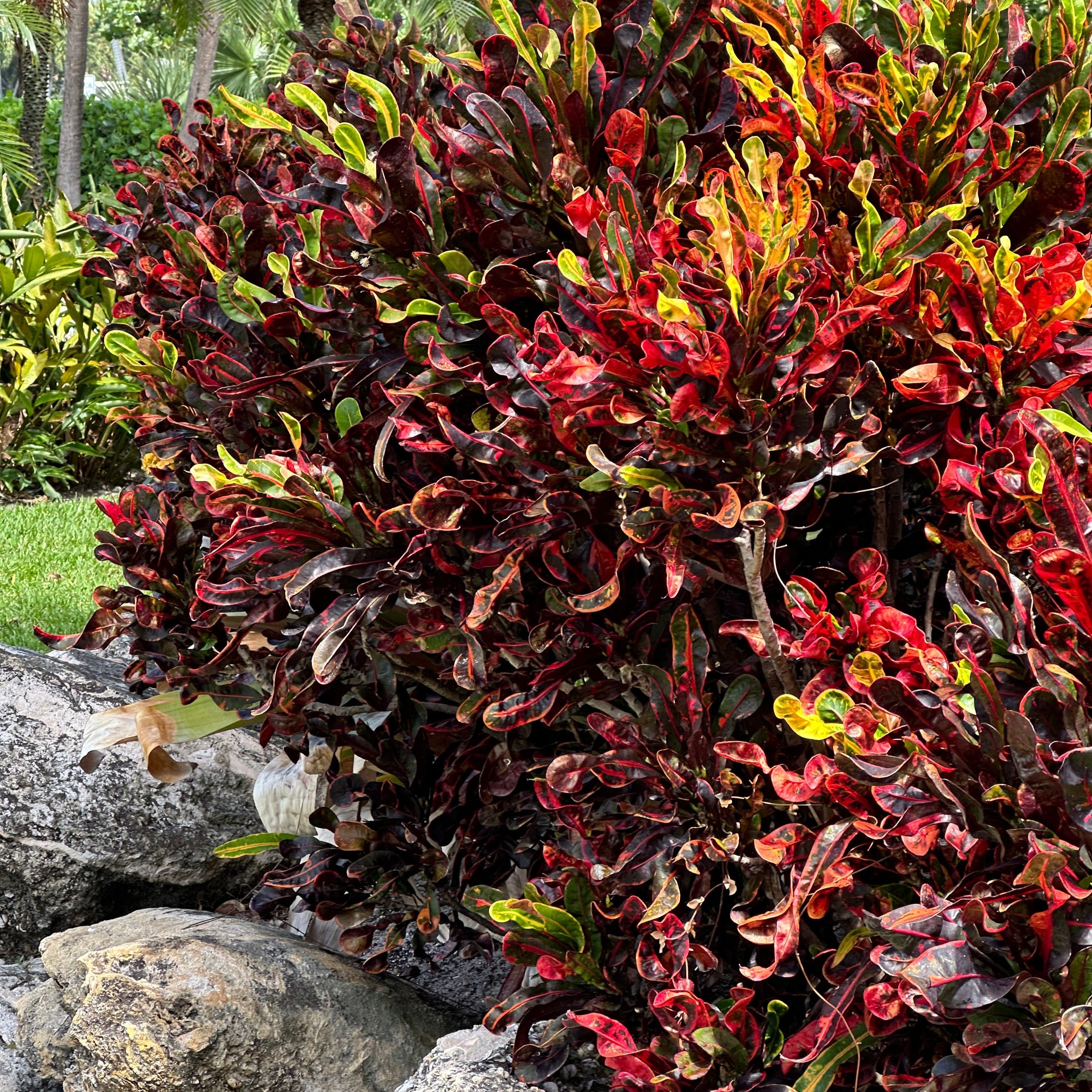 mammy croton florida Croton 'Mammey'
