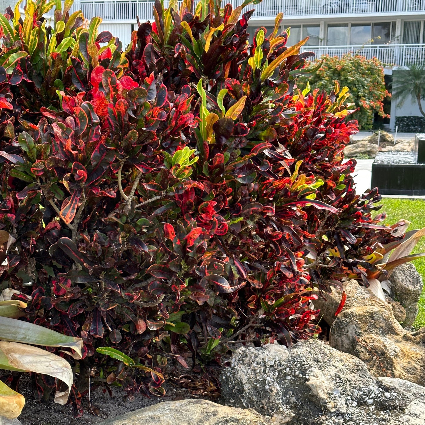 Croton 'Mammey'