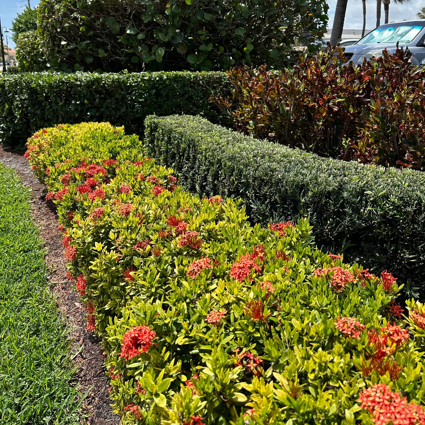 Dwarf Ixora Red