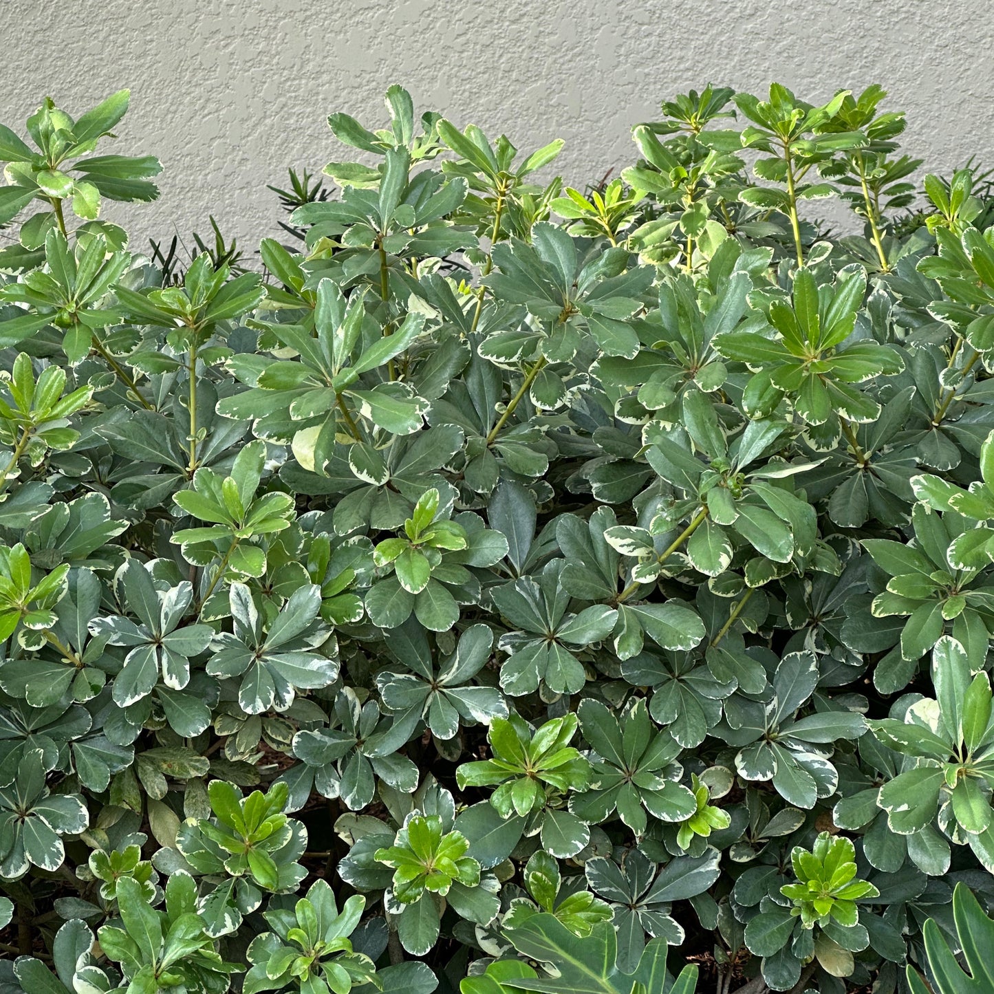 Pittosporum 'Variegata'