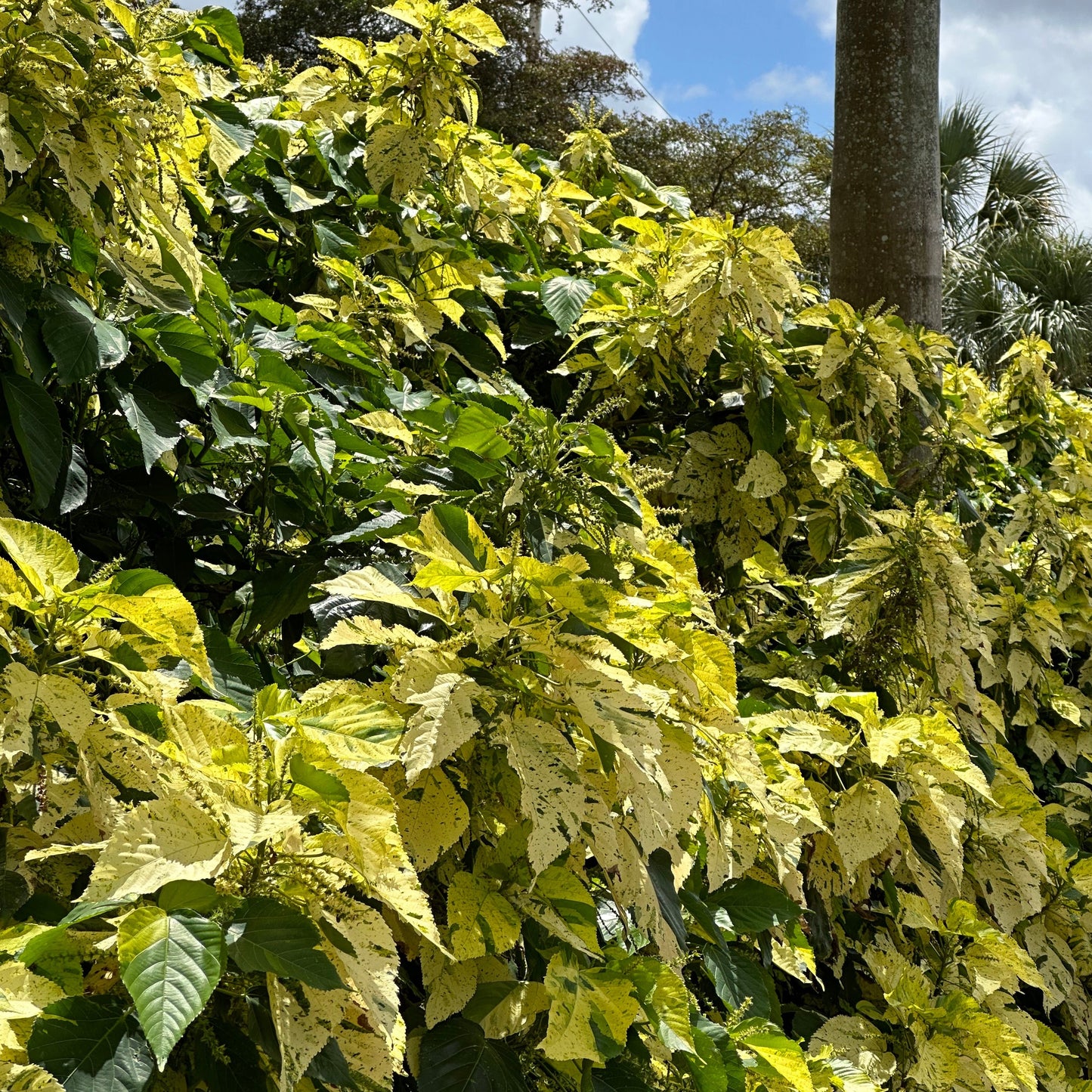 CopperLeaf - Yellow