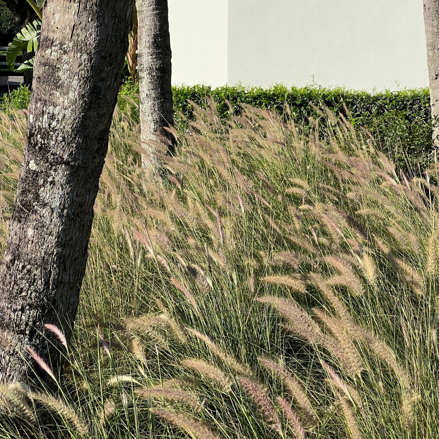White Fountain Grass