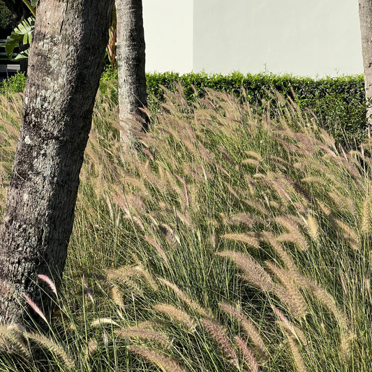 White Fountain Grass
