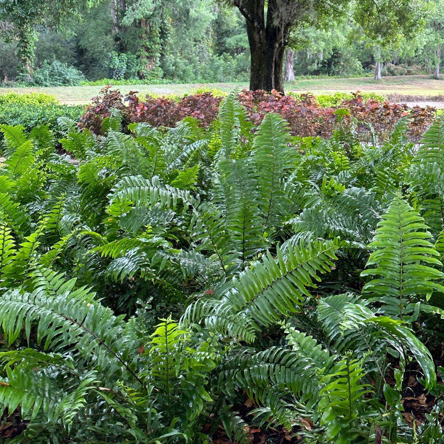 Macho Fern