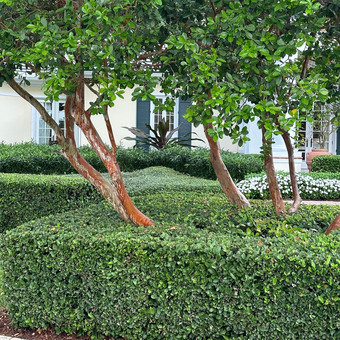 Viburnum Suspensum