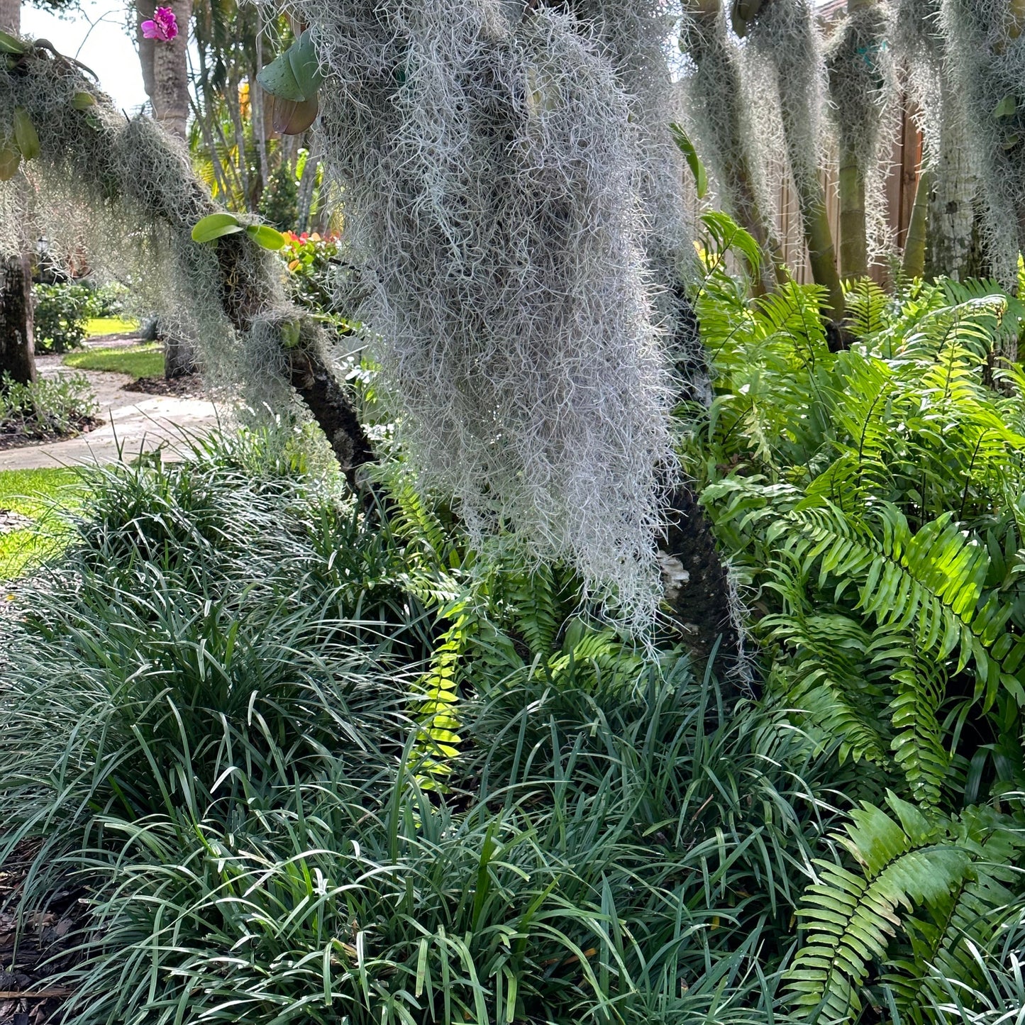 Liriope