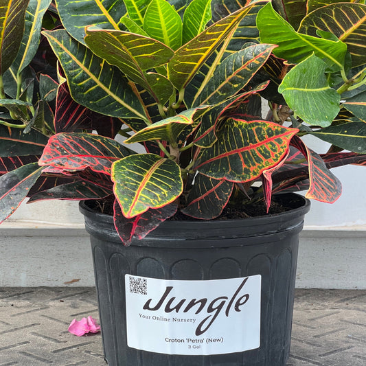 Croton 'Petra'