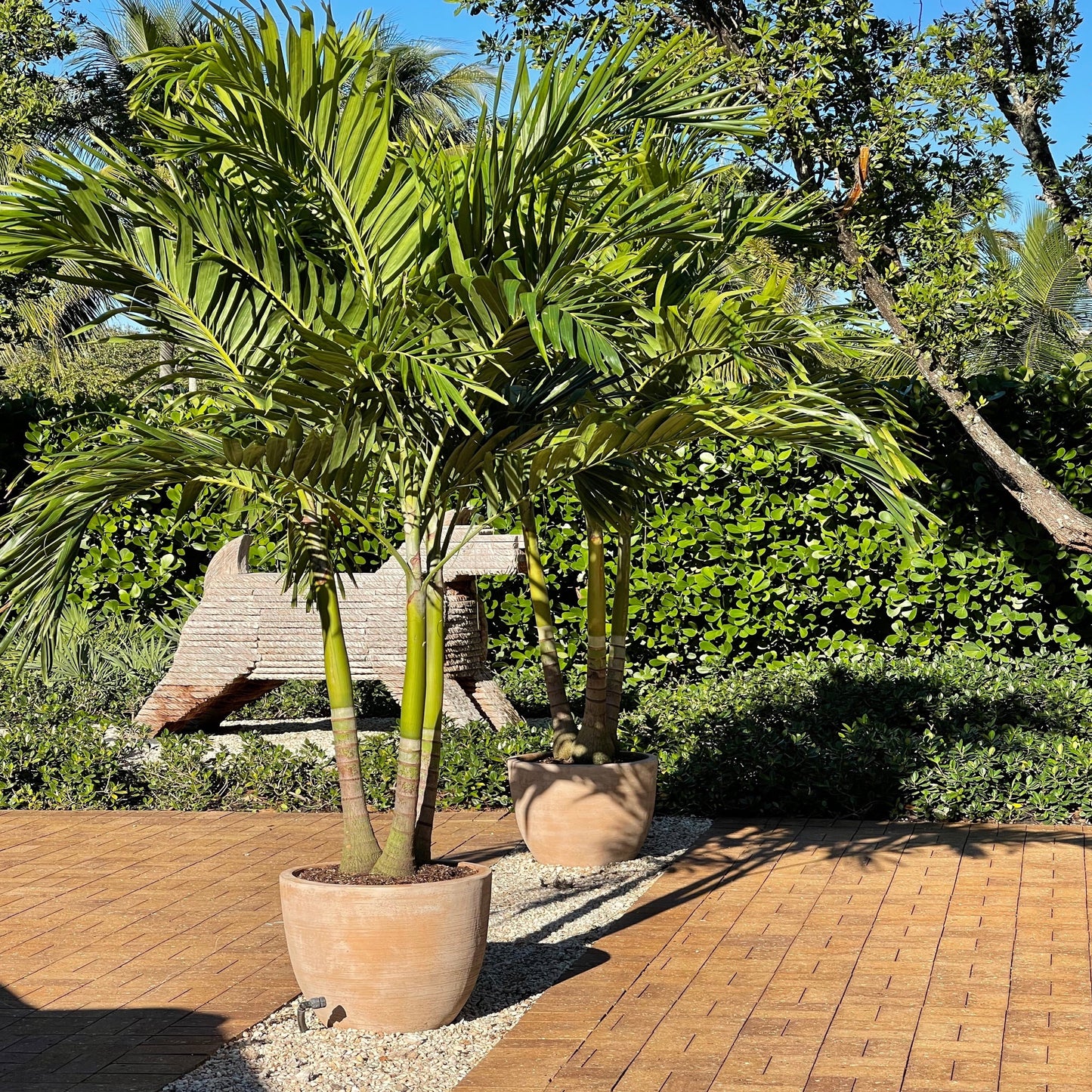 Christmas Palm