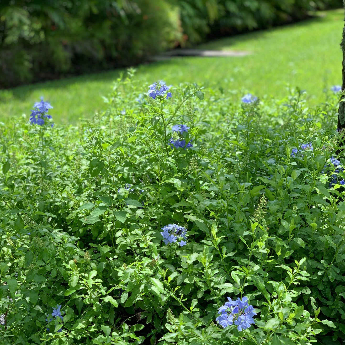 Blue Plumbago