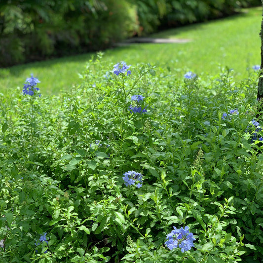 Blue Plumbago