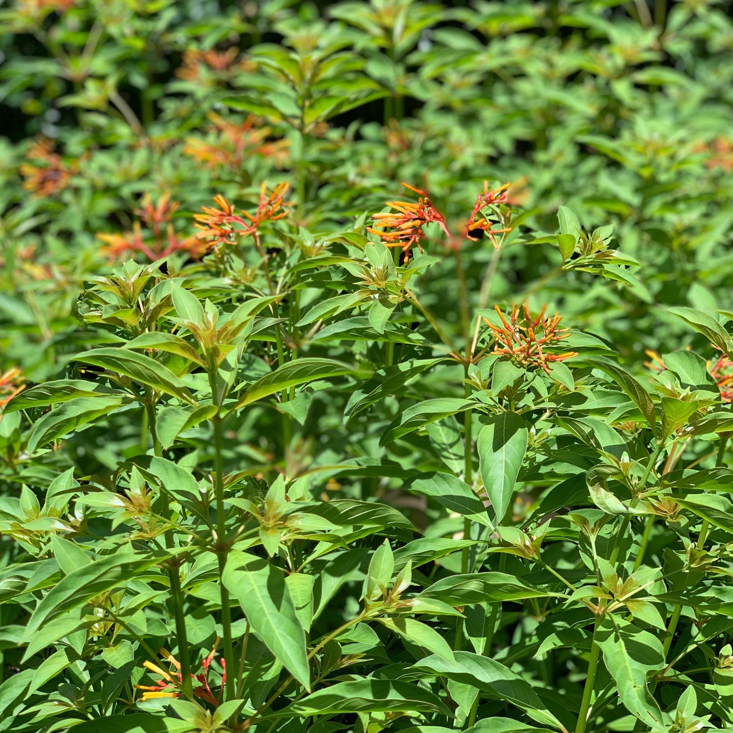 Firebush