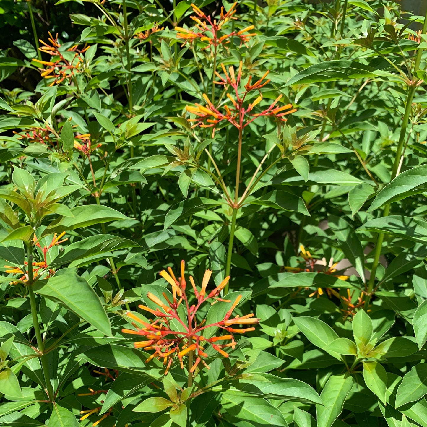 Firebush