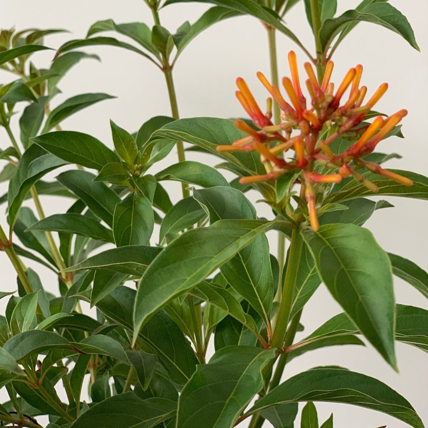 Firebush