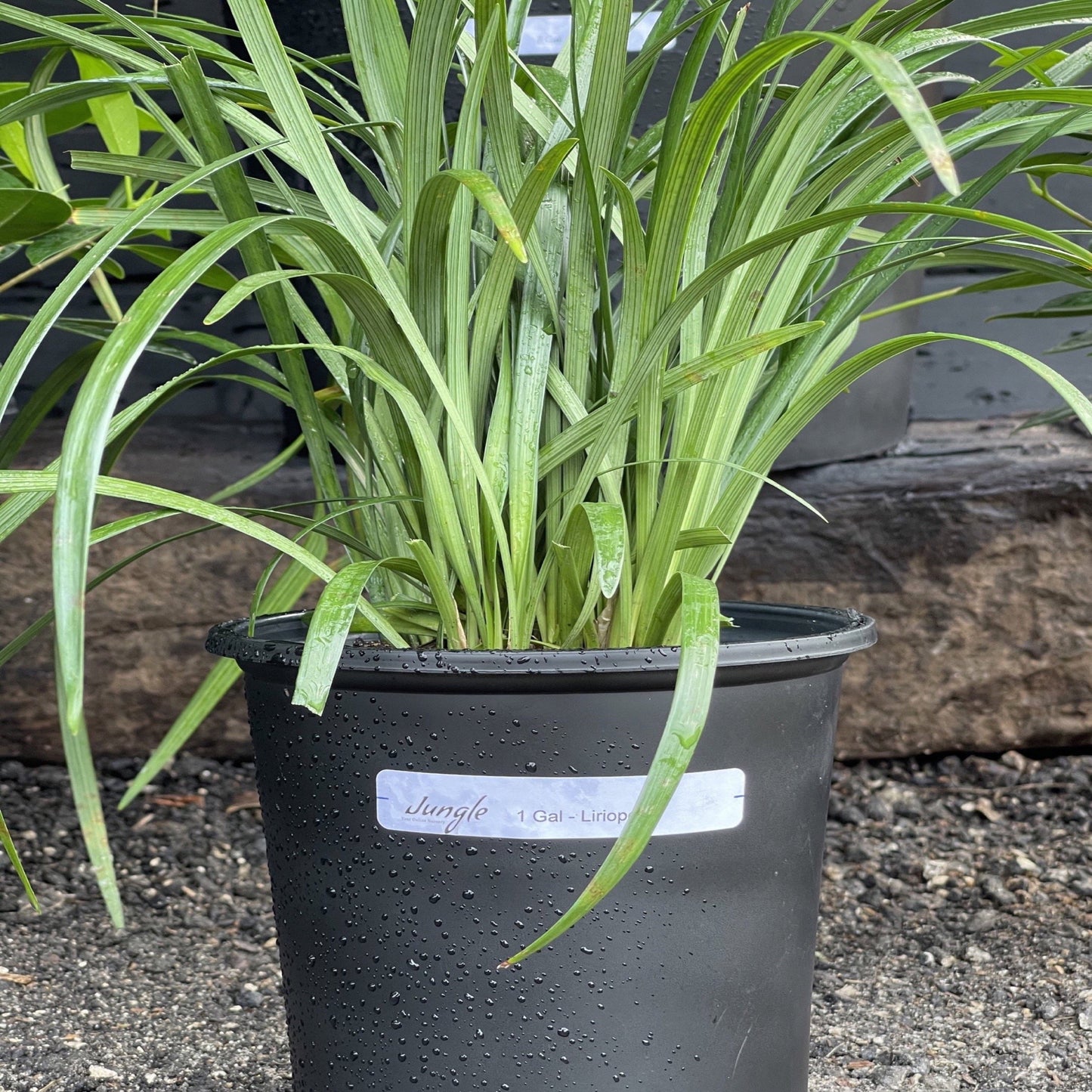 Liriope
