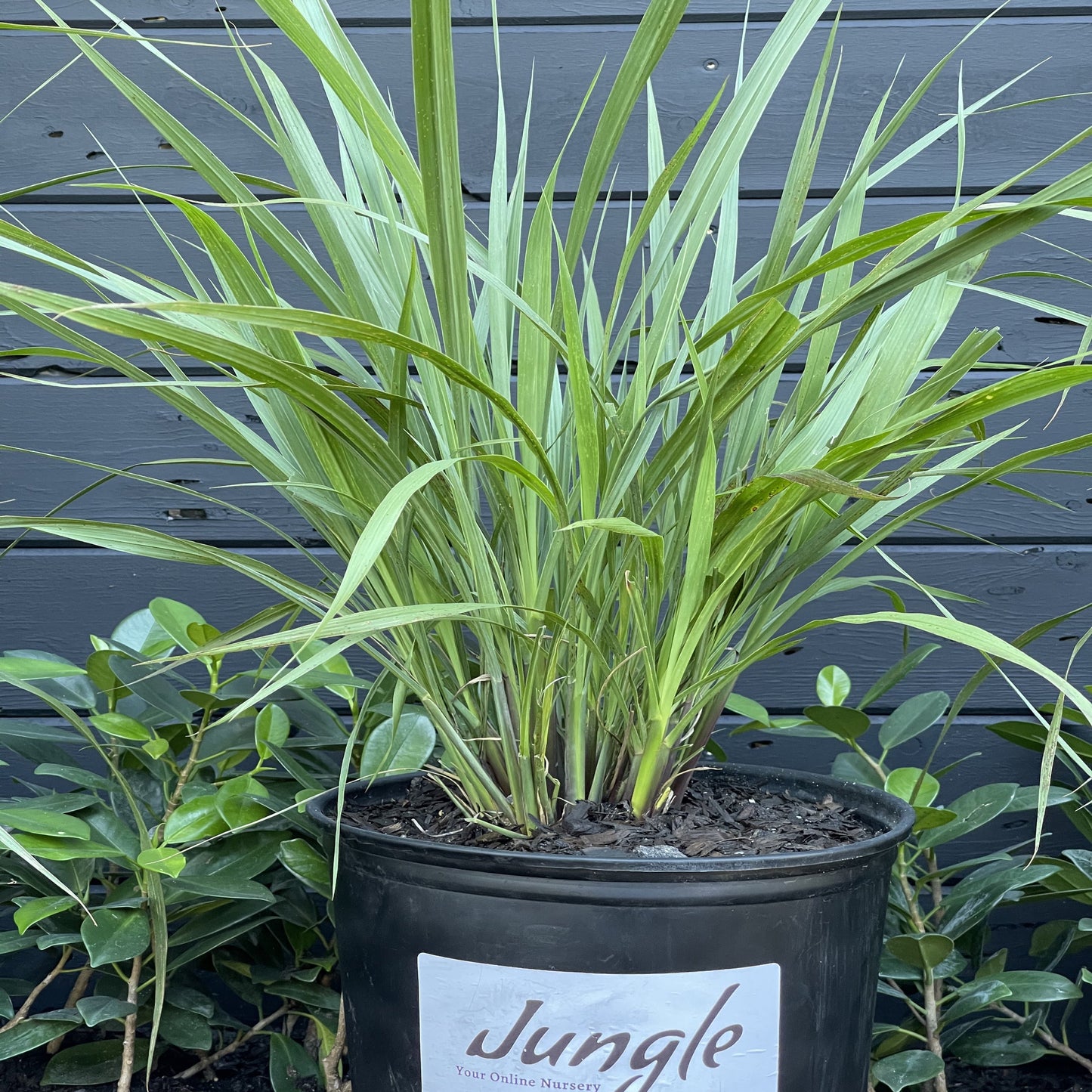 Fakahatchee Grass