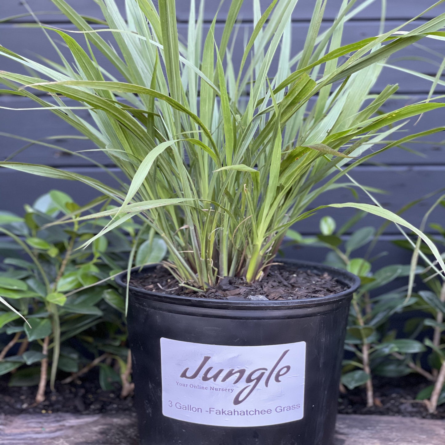 Fakahatchee Grass