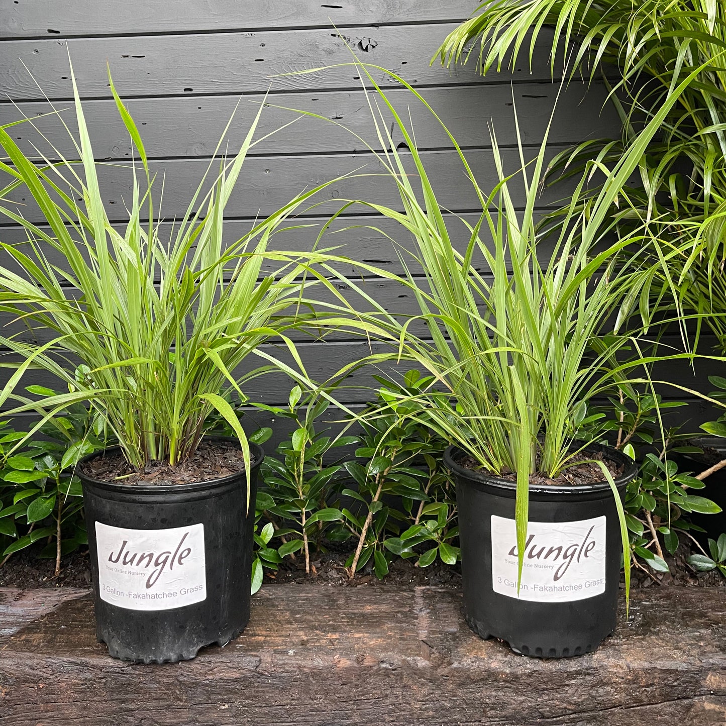 Fakahatchee Grass